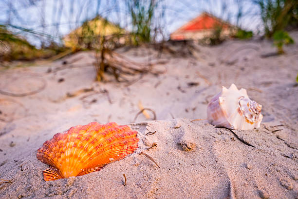 istock Shells and beachfront vacation cottages in summer 636651246