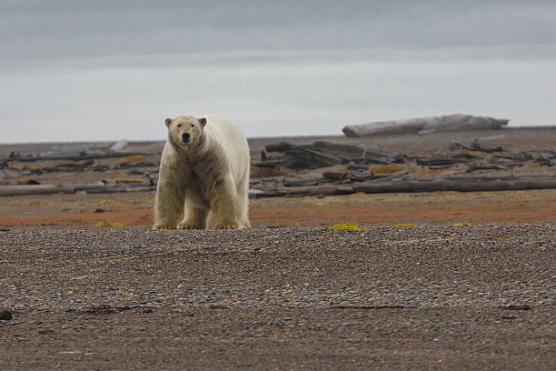 istock Polar Bear on Land in the Arctic 636653280