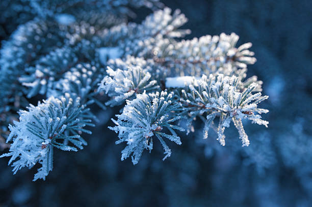 istock background the beautiful snow-covered branches of spruce trees in 636655216