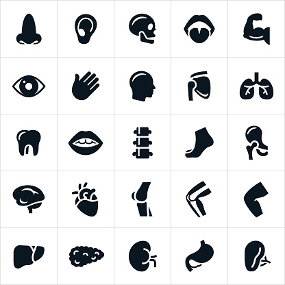 Several human body parts represented through icons. The icons include a nose, ear, mouth, tongue, brain, hearth, lungs, pancreas, kidney, stomach, gall bladder, bones, muscles, joints and other human anatomy.