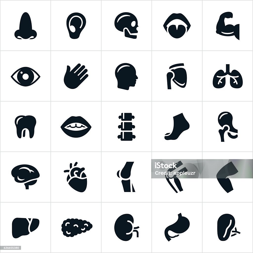 Human Body Parts Icons Several human body parts represented through icons. The icons include a nose, ear, mouth, tongue, brain, hearth, lungs, pancreas, kidney, stomach, gall bladder, bones, muscles, joints and other human anatomy. Icon Symbol stock vector