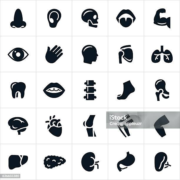 Human Body Parts Icons Stock Illustration - Download Image Now - Icon Symbol, Nose, Anatomy