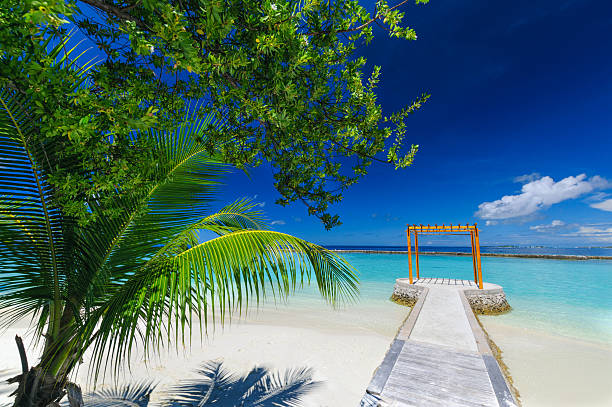 istock Peaceful view: palm at white sand beach on tropical paradise 636655694