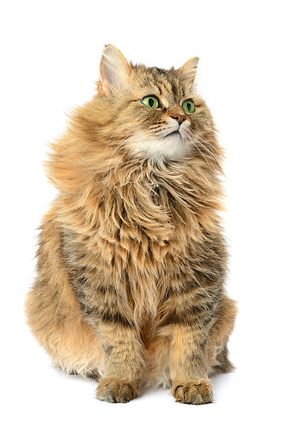 istock domestic cat isolated on  white background 636655722