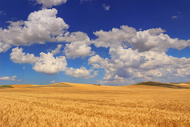 Between Apulia and Basilicata: hilly landscape with cornfield dominated by a clouds.ITALY. Farmhouse on a hill between fields of grain.