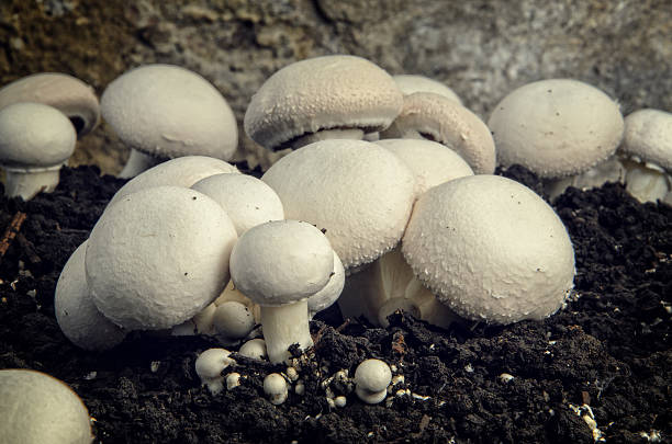 istock Home cultivation of button mushrooms 636656408