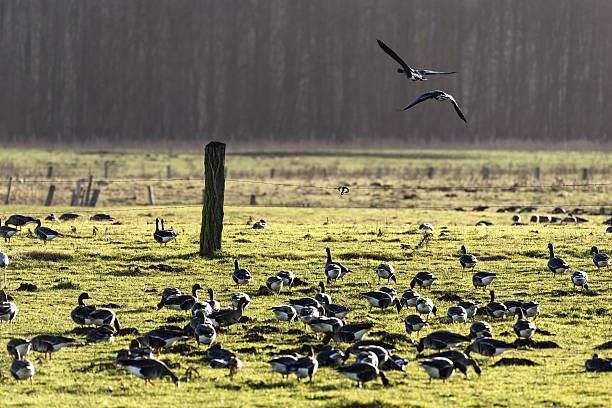 istock Arctic geese in the wild on the Lower Rhine 636657004