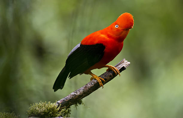 istock Andean cock of the rock 636657054