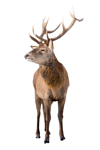 Male red deer isolated on white background
