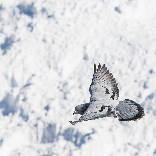 istock Pigeon flying with the snowy surface in backdrop. 636657518