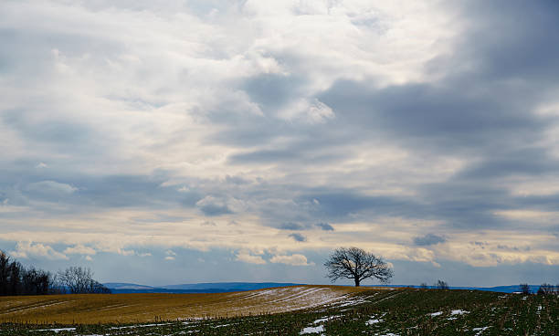 istock Alone tree in a middle of snow covered cut field 636657632