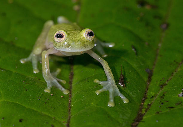 glass frog glass frog glass frog stock pictures, royalty-free photos & images