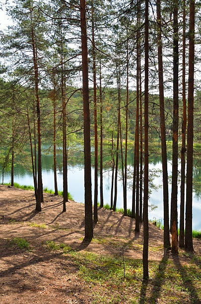 istock Pines on beach of lake 636658464
