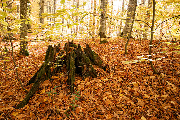 istock Big old rotten tree stump in autumn 636660104