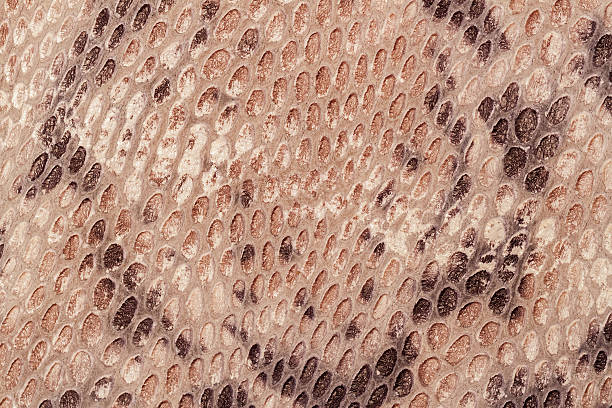 istock Texture of genuine leather close-up, embossed under the skin 636660420