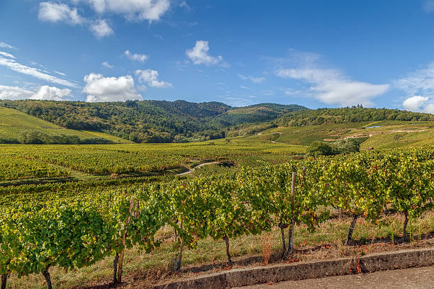 istock Vineyard in Alsace, France 636660664