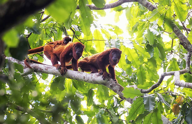 Red howler Monkey Red howler Monkey amazon forest stock pictures, royalty-free photos & images