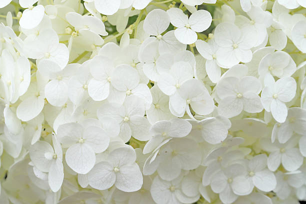 Closeup picture of hydrangea