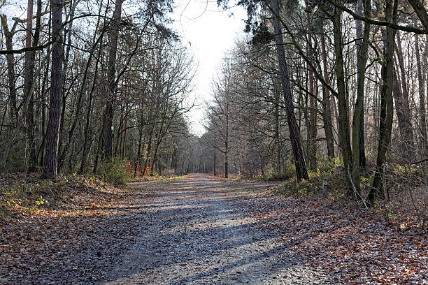 istock Way in an oak forest in winter 636662852