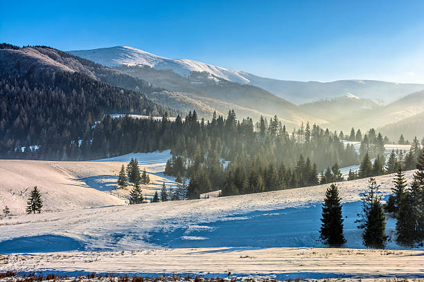 istock spruce forest on snowy meadow in high mountains 636664210