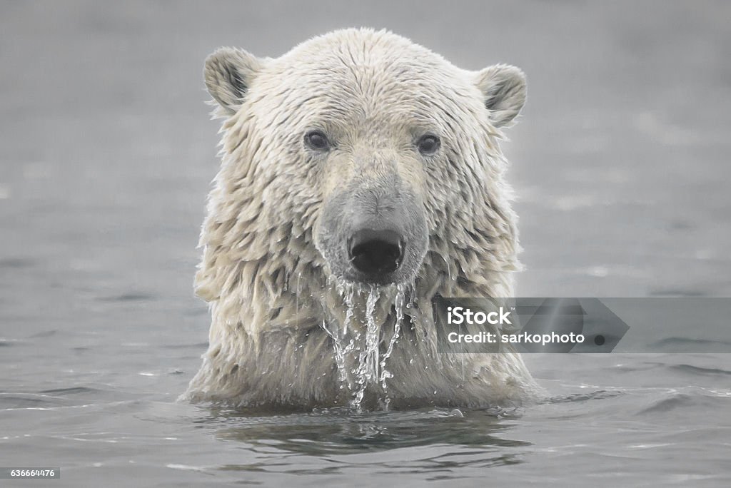 Tête d’ours polaire émergeant de l’océan Arctique - Photo de Ours polaire libre de droits