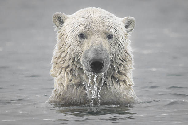 testa di orso polare che emerge dall'oceano artico - polar bear endangered species bear arctic foto e immagini stock