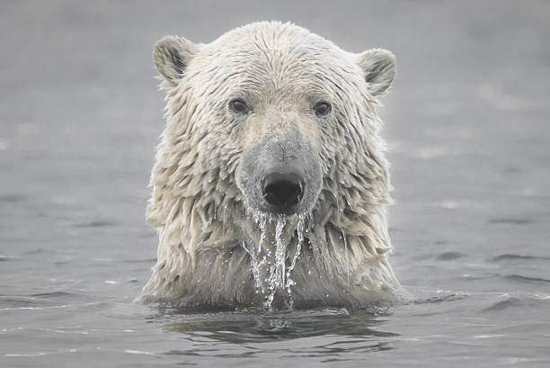 голова белого медведя выходит из северного ледовитого океана - polar bear arctic global warming ice стоковые фото и изображения