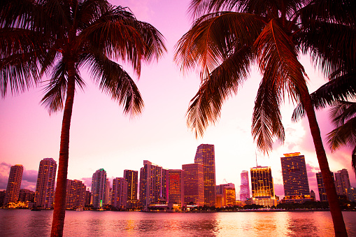Miami Florida skyline and bay at sunset seen through palm trees