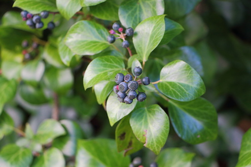 English ivy berry