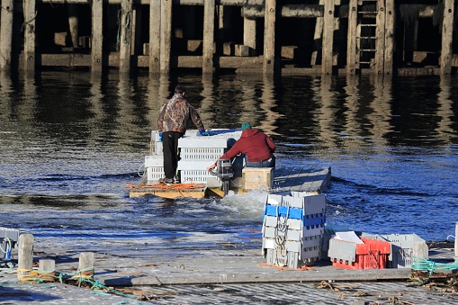 West Pubnico - January 8, 2016: Crates of lobster being moved on a raft by two unkown men at West Pubnico wharf. The lobsters are to loaded on a truck and  will be shipped to unkown destinations. The raft is motorized