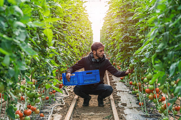 croissance de tomates dans une serre - greenhouse industry tomato agriculture photos et images de collection