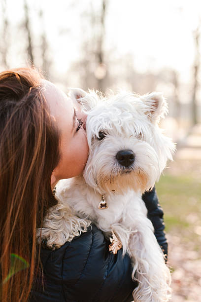 dog Girl kissing her cute dog west highland white terrier stock pictures, royalty-free photos & images