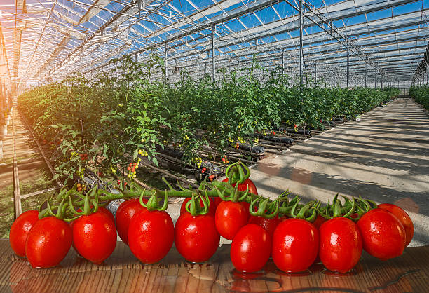 croissance de tomates dans une serre - greenhouse industry tomato agriculture photos et images de collection