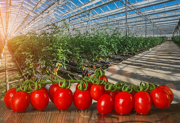 crescimento de tomate em uma estufa - greenhouse industry tomato agriculture imagens e fotografias de stock