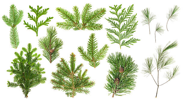 istock Set coniferous tree branches Spruce pine cypress fir 636667662