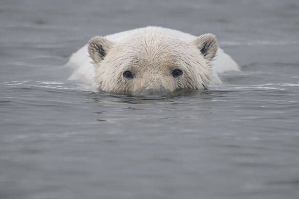 istock Polar Bear Swimming in Arctic Ocean with Head Above Water 636668236