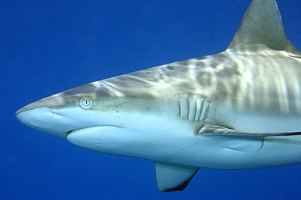 grey reef shark, carcharhinus amblyrhynchos - tubarão cinzento dos recifes imagens e fotografias de stock