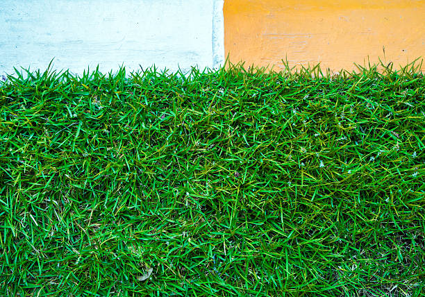 istock Green grass in the yellow / white color concrete border 636669958
