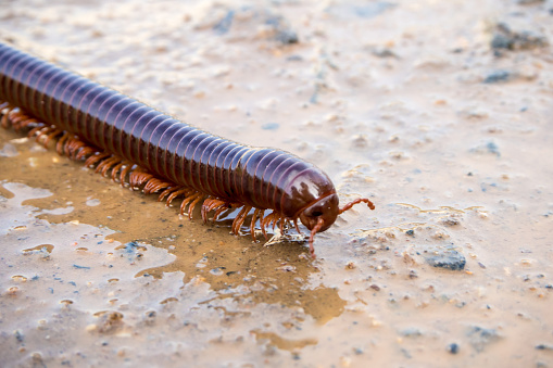 Centipede milipedes
