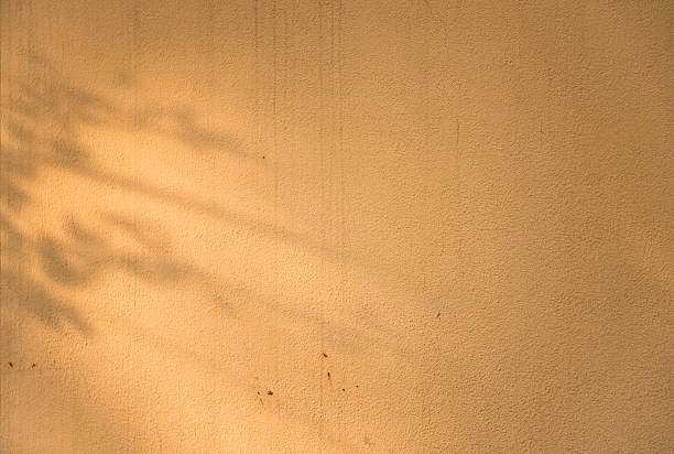 istock The shadow of a tree on the wall. 636671084