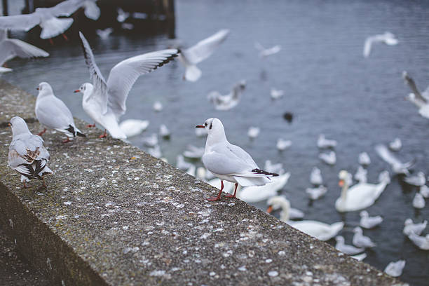 istock Gull on the fence watching the crowd 636671224