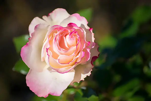 rose honoka