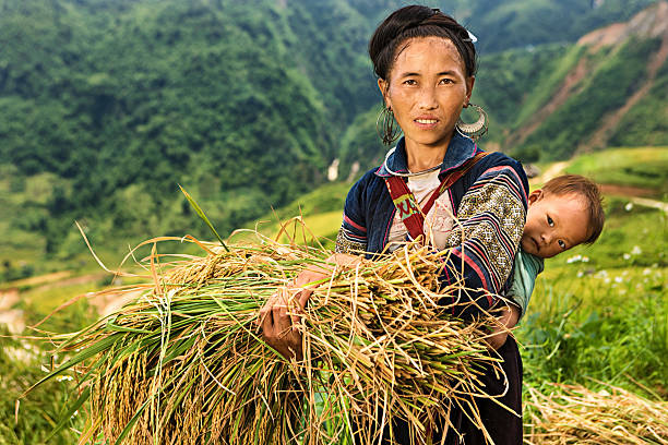 Vietnamese minority people - woman from Black Hmong Hill Tribe Black Hmong woman harvesting rice & carrying her baby. Hmong Tribe is one of the largest ethnic minorities in Vietnam is the Hmong Tribe. They came from China, and now live in different regions of Vietnam. miao minority stock pictures, royalty-free photos & images