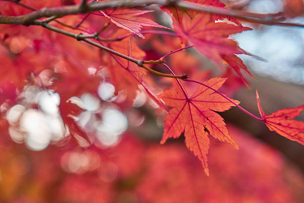 istock Colorful leave and tree in autumn season. 636672470