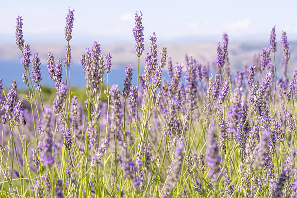 Close up image of lavender which is traditionally grown on terraces on Hvar Island in Croatia, with the blue Adriatic Sea in the background, with soft afternoon light and a shallow depth of field.