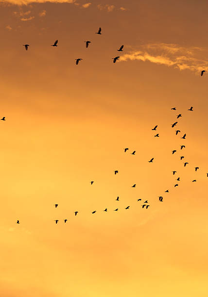 istock Silhouettes of flying birds with sunset sky and cloud 636675244