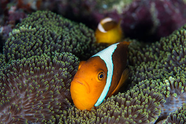 istock White Bonnet Anemonefish and Anemone in Solomon Islands 636675926