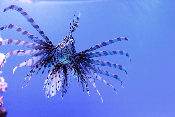 istock Lionfish Pterois volitans 636676110