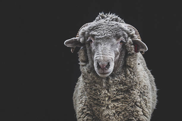 istock Portrait of a domestic sheep 636676790