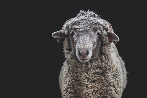Portrait from the front of a domestic sheep on a black background